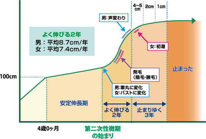 身長発育のプロセスと段階