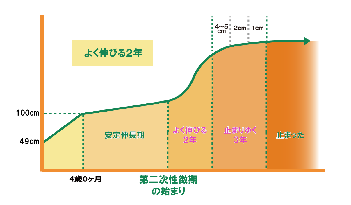 身長の伸びのプロセス：幼少発育期→安定伸長期→よく伸びる2年→止まりゆく3年